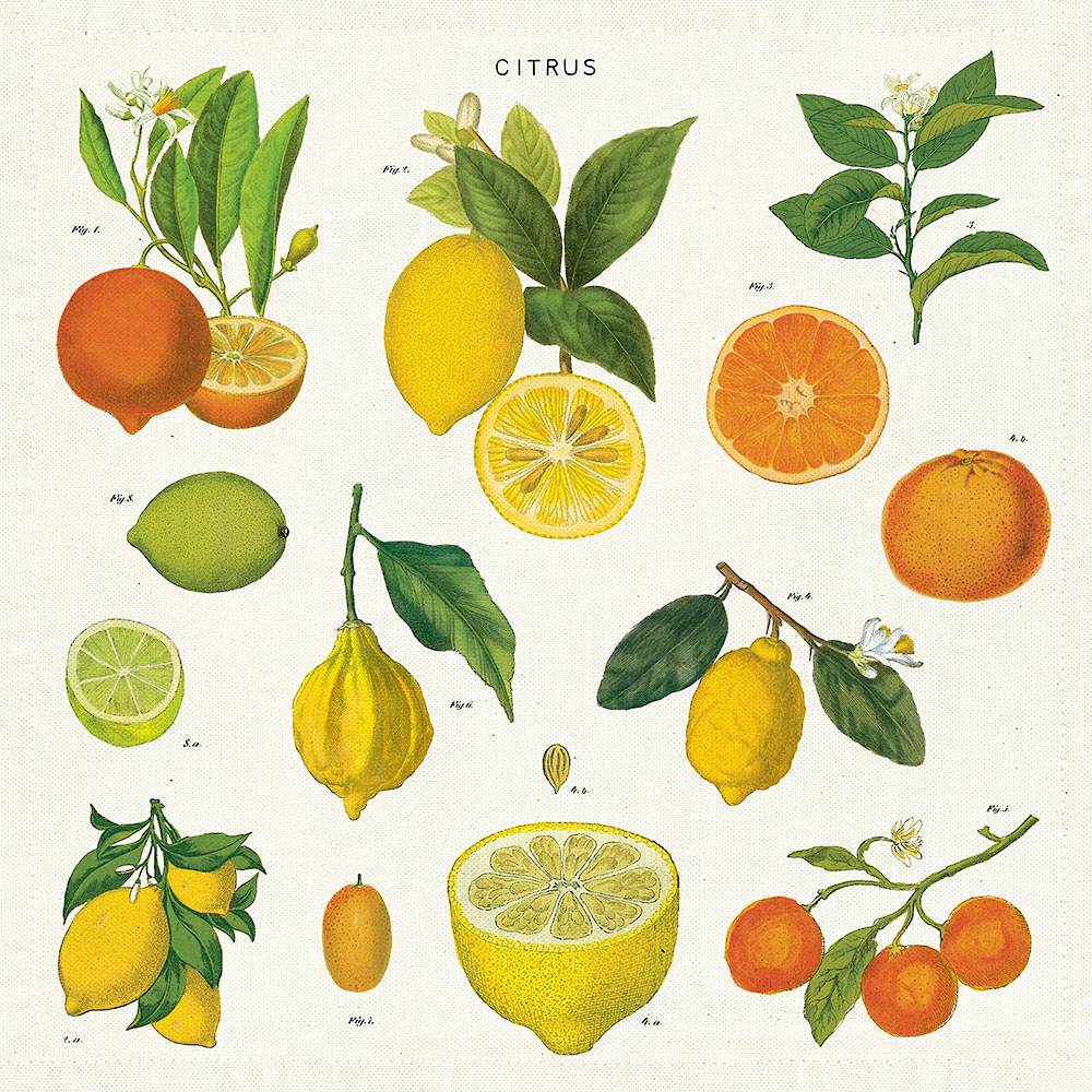 Cavallini Papers & Co – Ellington & French